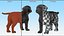Walking to Running Retriever Puppy Fur Animated Rigged