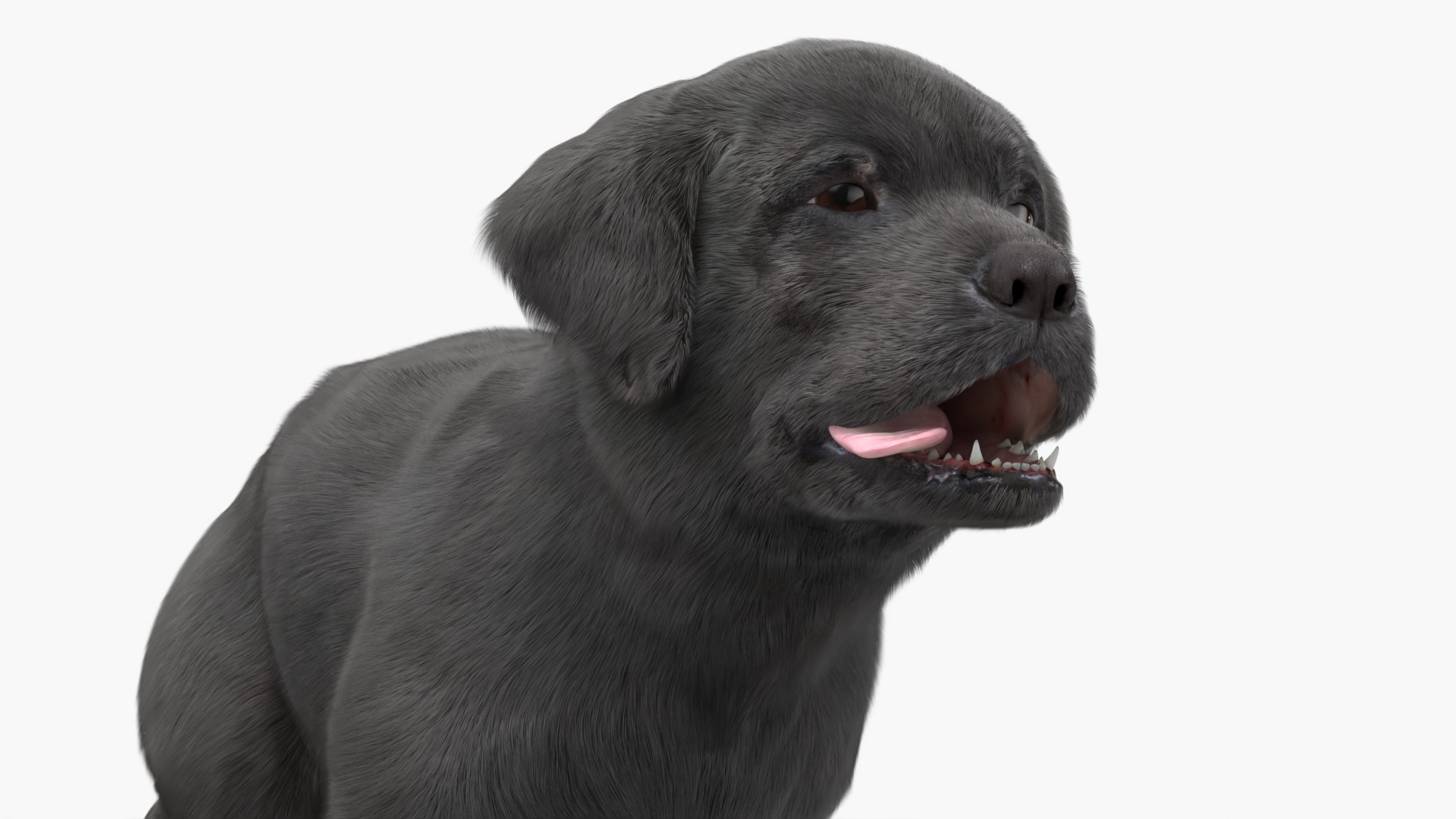 Walking to Running Retriever Puppy Fur Animated Rigged 3D model https://p.turbosquid.com/ts-thumb/rM/cn5dBg/64/walking_to_running_retriever_puppy_fur_animated_rigged_009/jpg/1747889831/1920x1080/fit_q87/d702716e944cb803b32bd3b1b424498f766af5b7/walking_to_running_retriever_puppy_fur_animated_rigged_009.jpg