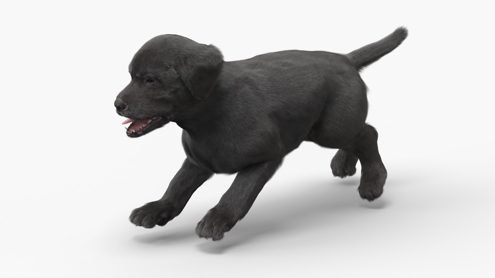 Walking to Running Retriever Puppy Fur Animated Rigged 3D model https://p.turbosquid.com/ts-thumb/rM/cn5dBg/EV/walking_to_running_retriever_puppy_fur_animated_rigged_008/jpg/1747889828/1920x1080/fit_q87/a745e6509044ec1bd2979ab61bb8f311b7bb83d1/walking_to_running_retriever_puppy_fur_animated_rigged_008.jpg