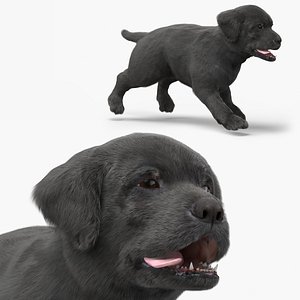 Walking to Running Retriever Puppy Fur Animated Rigged