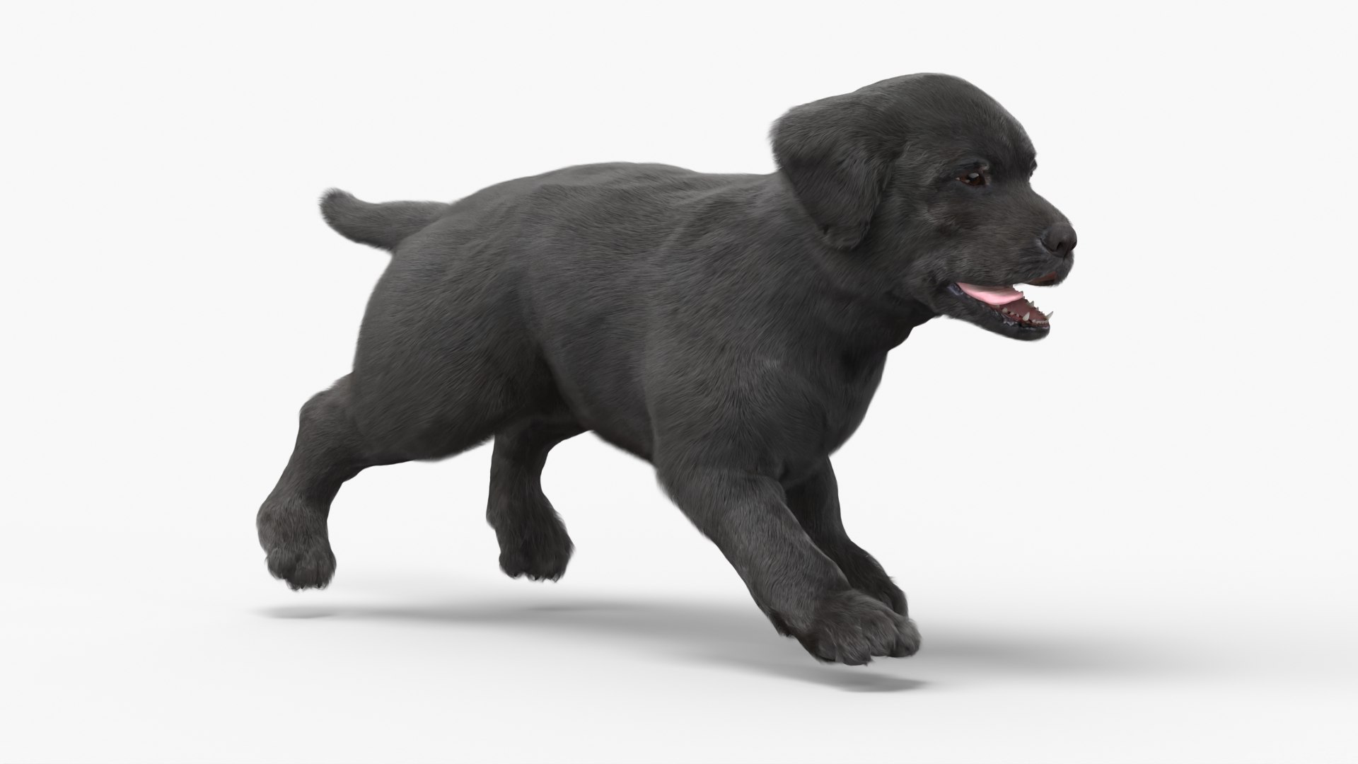 Walking to Running Retriever Puppy Fur Animated Rigged 3D model https://p.turbosquid.com/ts-thumb/rM/cn5dBg/bf/walking_to_running_retriever_puppy_fur_animated_rigged_002/jpg/1747889489/1920x1080/fit_q87/de1f1053dadd3f092c132c3cebd9e46836cde044/walking_to_running_retriever_puppy_fur_animated_rigged_002.jpg