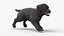 Walking to Running Retriever Puppy Fur Animated Rigged