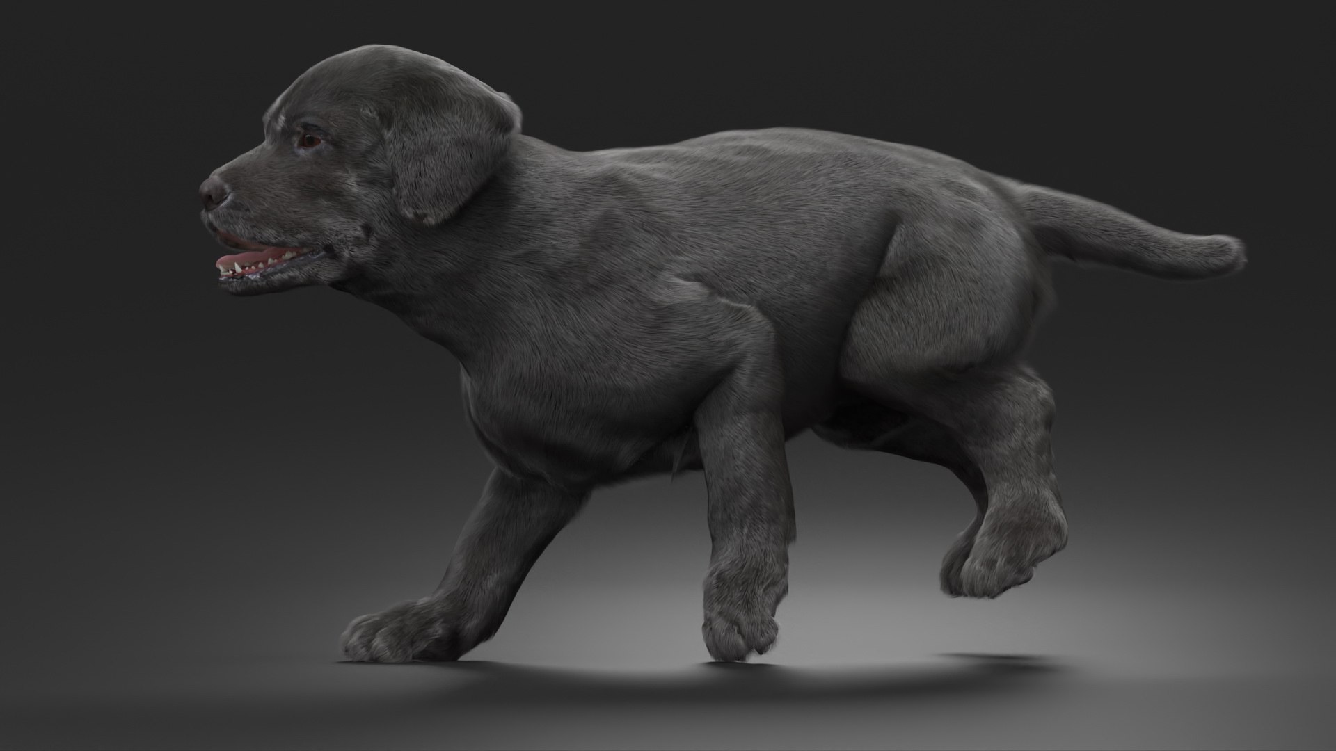 Walking to Running Retriever Puppy Fur Animated Rigged 3D model https://p.turbosquid.com/ts-thumb/rM/cn5dBg/eu/walking_to_running_retriever_puppy_fur_animated_rigged_006/jpg/1747889821/1920x1080/fit_q87/5d830792c6123364b6ce1c7f8692bd49407bcf8d/walking_to_running_retriever_puppy_fur_animated_rigged_006.jpg