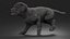 Walking to Running Retriever Puppy Fur Animated Rigged