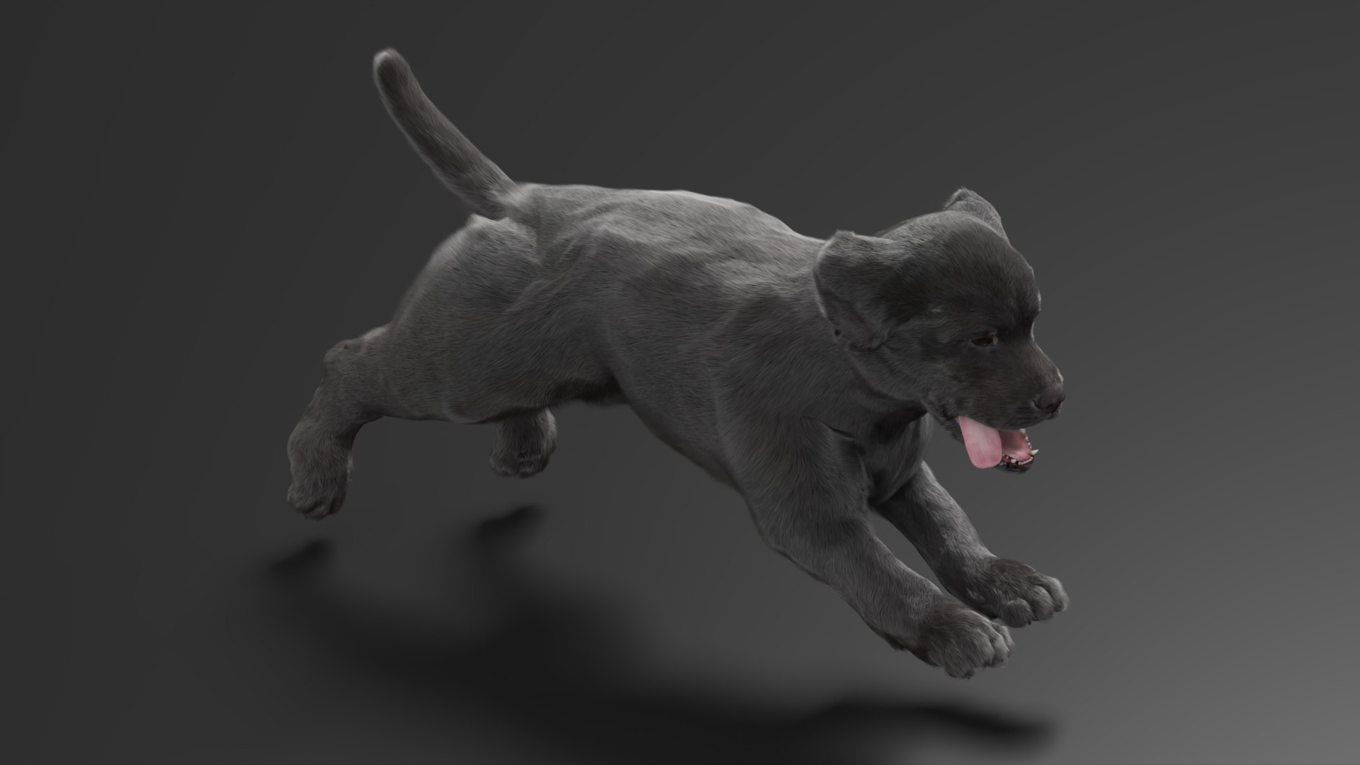 Walking to Running Retriever Puppy Fur Animated Rigged 3D model https://p.turbosquid.com/ts-thumb/rM/cn5dBg/g1/walking_to_running_retriever_puppy_fur_animated_rigged_007/jpg/1747889824/1920x1080/fit_q87/d172d6b4d15b542cd2130a97e41ab5e6910cbdc0/walking_to_running_retriever_puppy_fur_animated_rigged_007.jpg