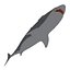 Great white shark