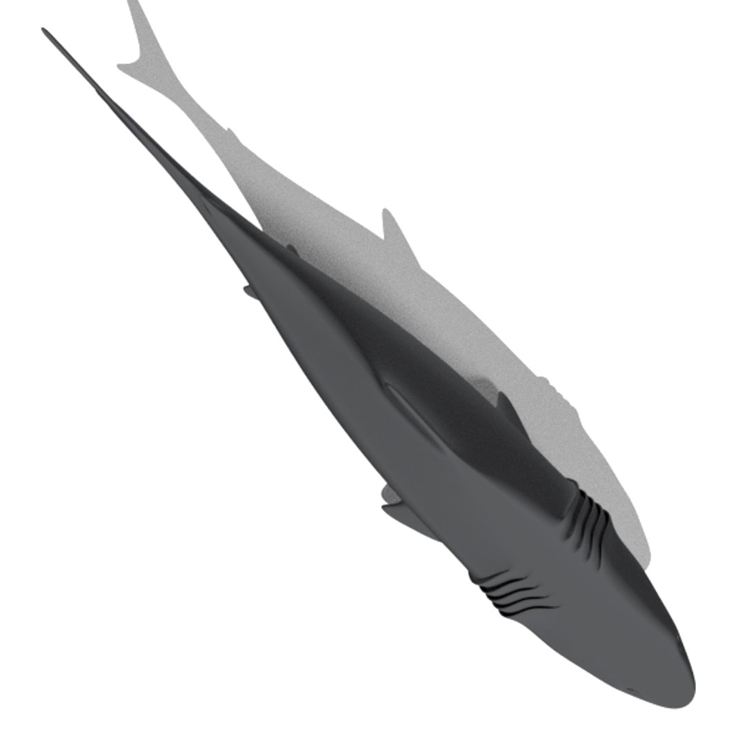 free big shark animation 3d model https://p.turbosquid.com/ts-thumb/rM/cvQzGZ/QhG43xX7/shark002foto8/png/1484580765/1920x1080/fit_q87/2ff4075b911360bf8e26872fd0deaa1bfb8abe75/shark002foto8.jpg
