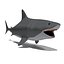 Great white shark