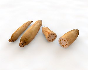 lotusroot artichoke 3D model