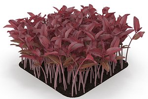 red amaranth model