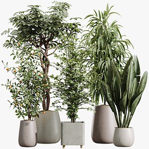 3D AV Indoor Plants Set 435 Banana and Alnus Glutinosa and Orange Tree and Schefflera Arboricola