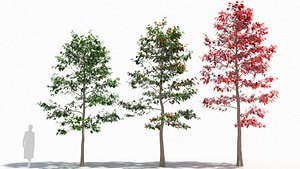 3D Nyssa tree