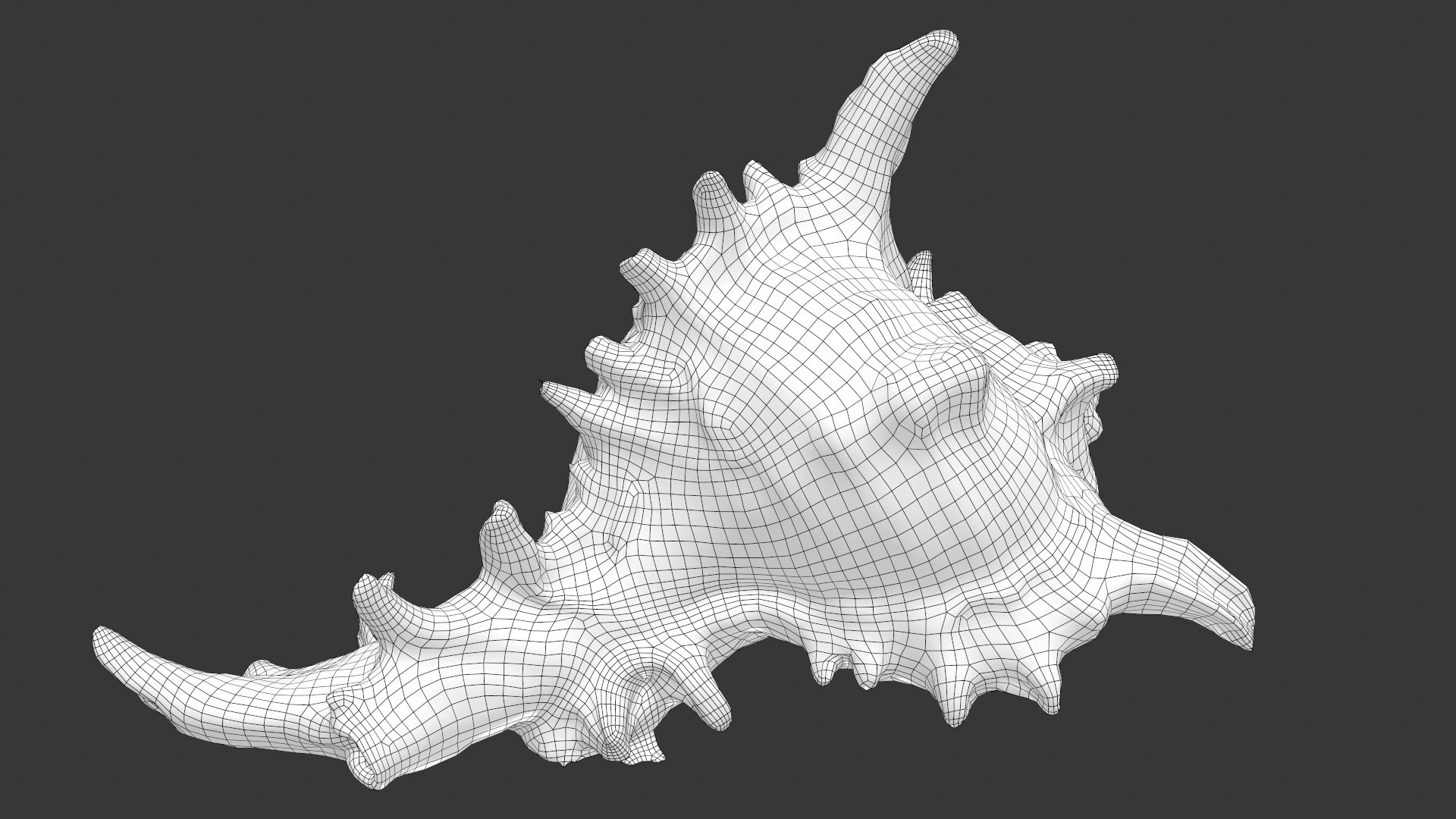 3D Model Sea Shell - TurboSquid 1640580