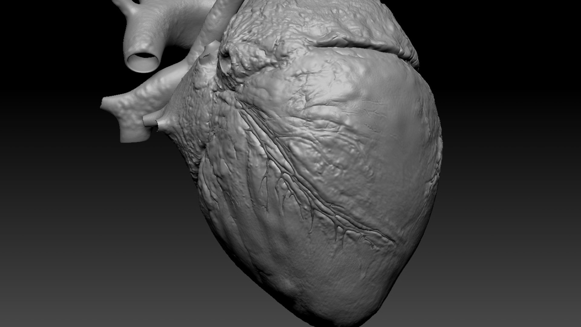 Human Heart Anatomy Animation 3D model https://p.turbosquid.com/ts-thumb/rN/nEu6W9/OC/42/jpg/1750645142/1920x1080/fit_q87/ce1e02c45a59f329d1778a2e9e260a3ff822f3bc/42.jpg