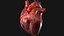 Animazione 3D dell'anatomia del cuore umano