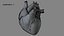 Animazione 3D dell'anatomia del cuore umano