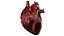 Animazione 3D dell'anatomia del cuore umano