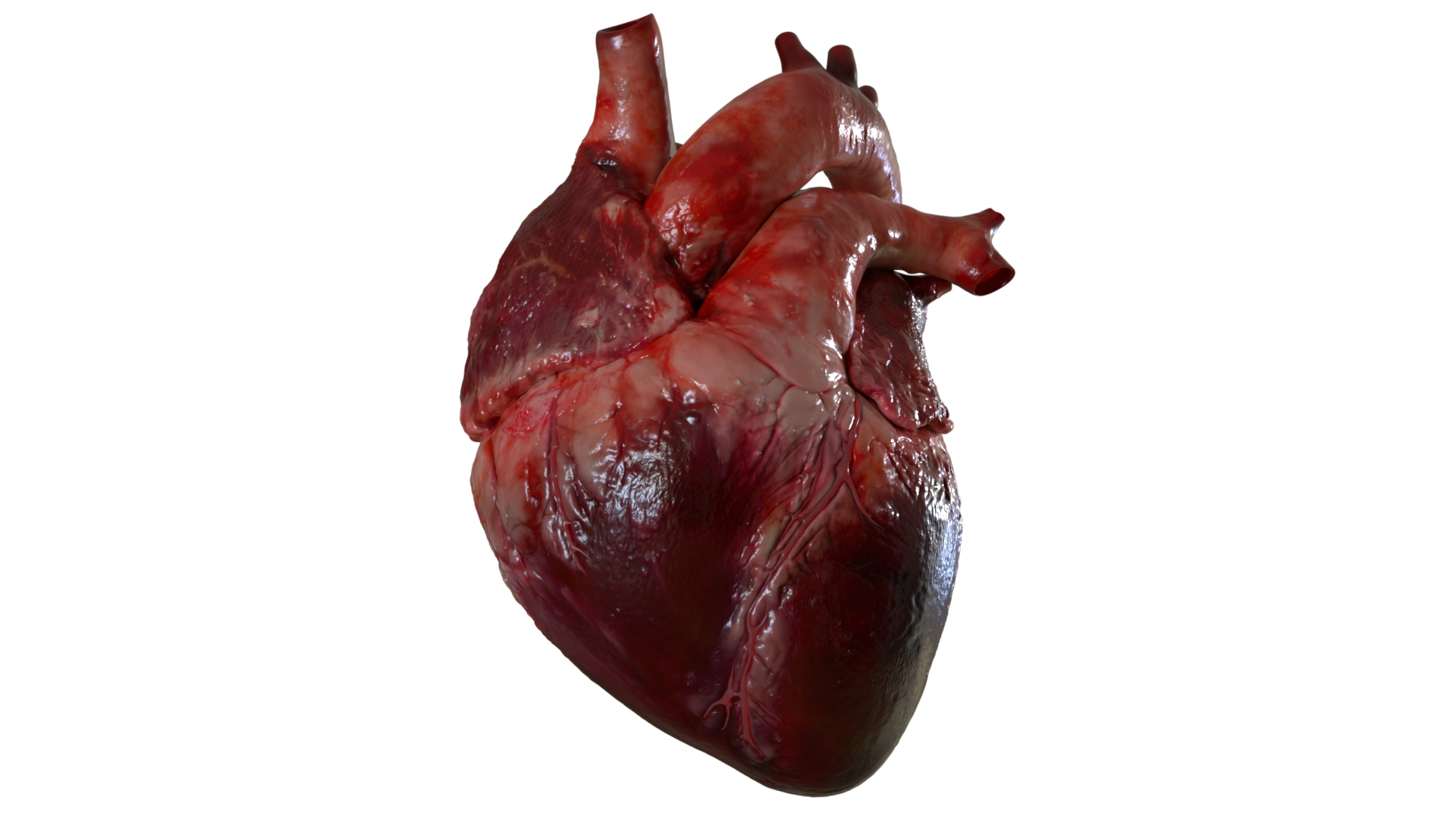 Human Heart Anatomy Animation 3D model https://p.turbosquid.com/ts-thumb/rN/nEu6W9/Su/heart/jpg/1750645321/1920x1080/turn_fit_q99/d00f101362e093f0a82ffc9400f6c44ebc5bf55c/heart-1.jpg
