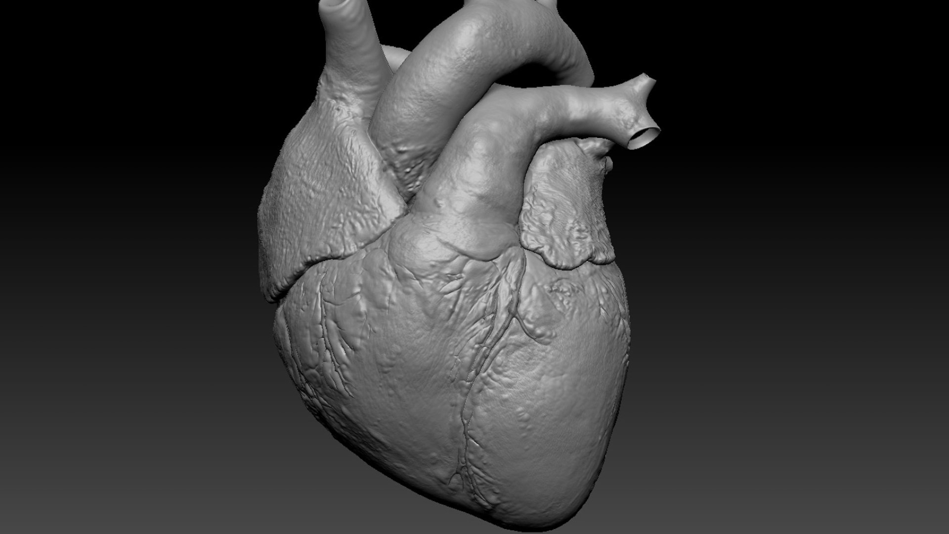 Human Heart Anatomy Animation 3D model https://p.turbosquid.com/ts-thumb/rN/nEu6W9/Wh/41/jpg/1750645141/1920x1080/fit_q87/087336c8c1a0efbec67211b263ee49b3a5c64021/41.jpg