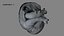 Animazione 3D dell'anatomia del cuore umano