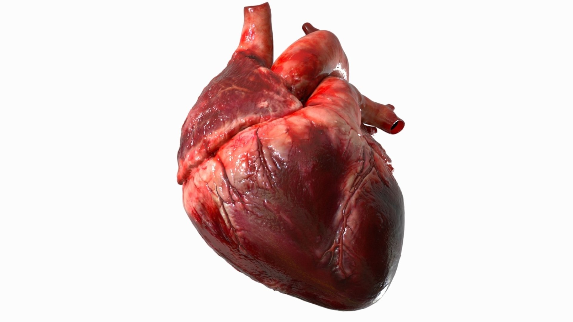 Human Heart Anatomy Animation 3D model https://p.turbosquid.com/ts-thumb/rN/nEu6W9/dB/08/jpg/1750645147/1920x1080/fit_q87/0aa1bec3df8d9c6f095b9f524a58adf4f3d1c49a/08.jpg