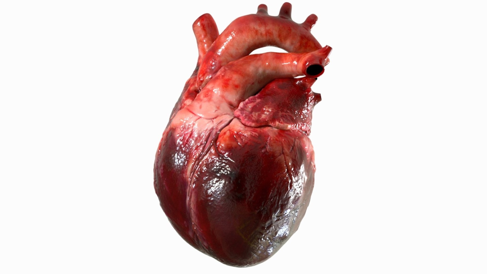 Human Heart Anatomy Animation 3D model https://p.turbosquid.com/ts-thumb/rN/nEu6W9/eR/05/jpg/1750645144/1920x1080/fit_q87/5d41cca99a57364f9d505182d7d4cd200e9ab584/05.jpg