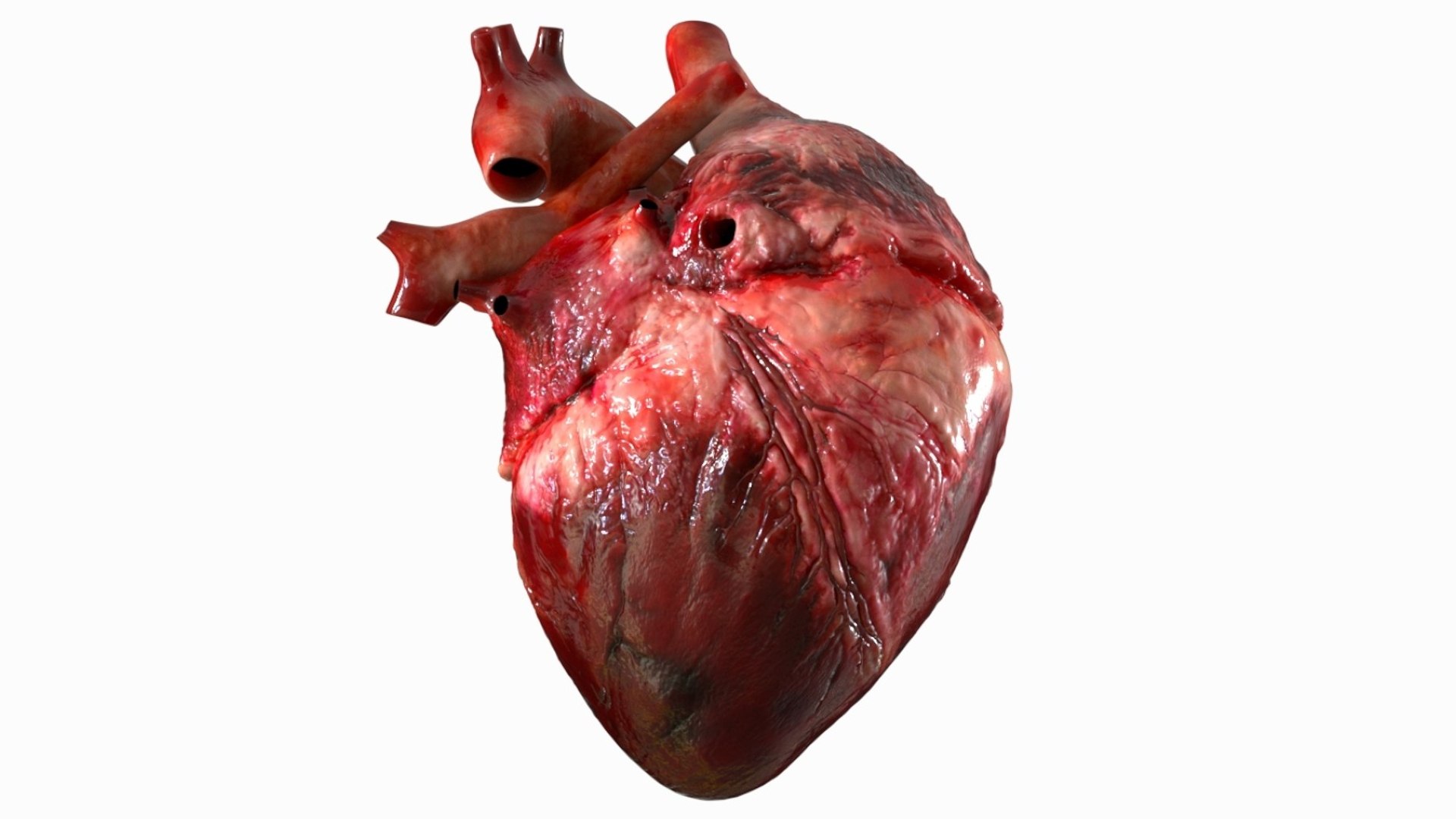 Human Heart Anatomy Animation 3D model https://p.turbosquid.com/ts-thumb/rN/nEu6W9/fH/03/jpg/1750645143/1920x1080/fit_q87/b5e65aa896a91113bb0a0aea13031d9baff21afc/03.jpg