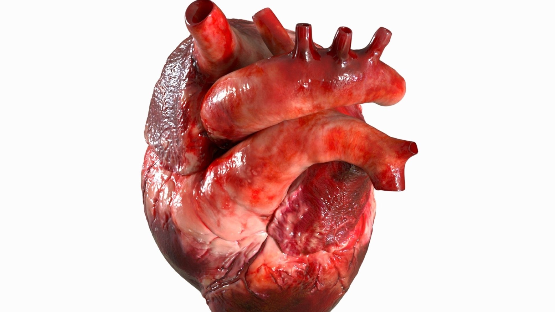Human Heart Anatomy Animation 3D model https://p.turbosquid.com/ts-thumb/rN/nEu6W9/m9/06/jpg/1750645145/1920x1080/fit_q87/c0db6eaf0a6935a5272fae16db082c4e441150f7/06.jpg