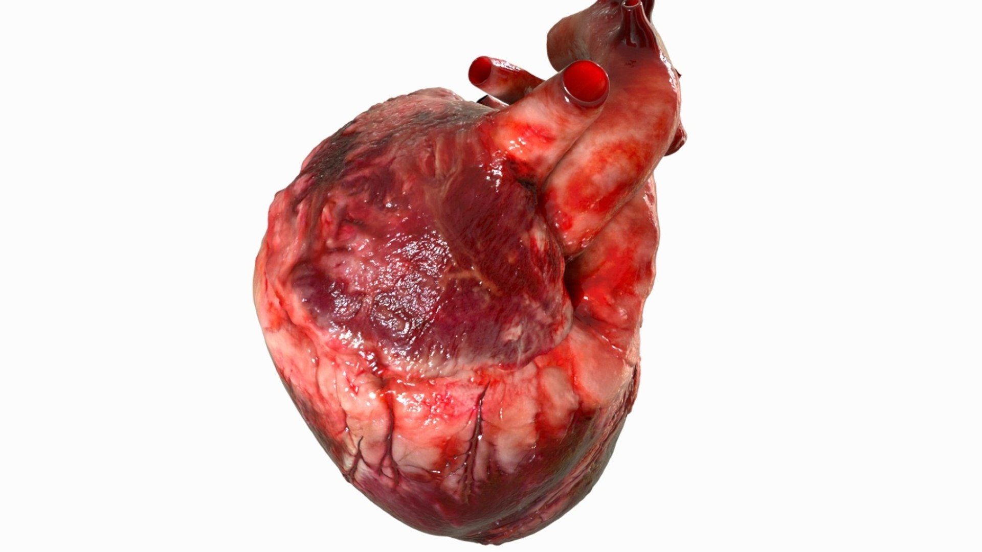 Human Heart Anatomy Animation 3D model https://p.turbosquid.com/ts-thumb/rN/nEu6W9/wT/07/jpg/1750645146/1920x1080/fit_q87/dcd2735ef25eb015767c9f5a40130dc0dc0344be/07.jpg