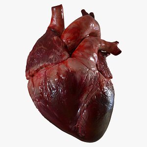 Human Heart Anatomy Animation 3D model