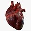 Animazione 3D dell'anatomia del cuore umano