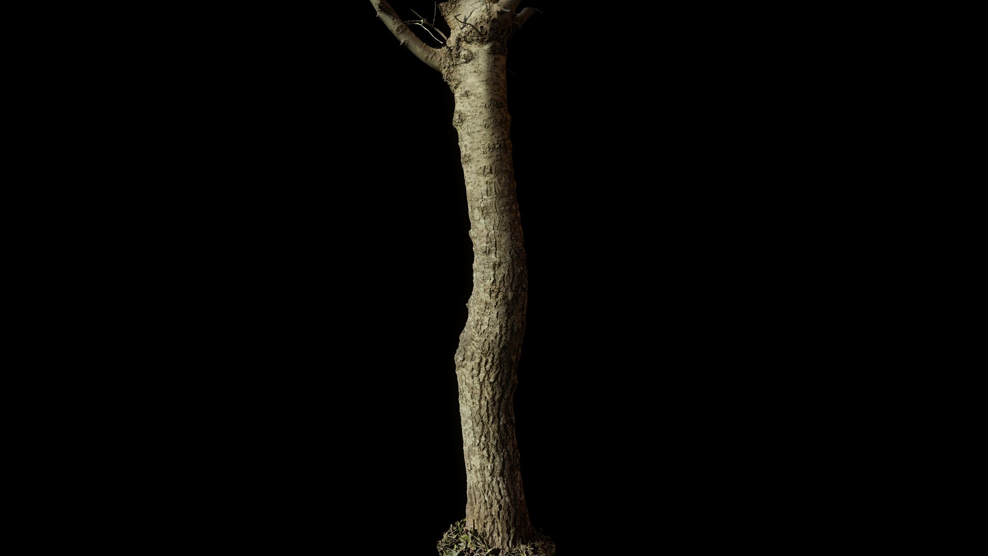 tree11scan 3D https://p.turbosquid.com/ts-thumb/rN/ouLlev/eP/screenshot032/png/1652383583/1920x1080/fit_q87/b3c70bf8446b32b836760a2ab3e425c1cffaae9c/screenshot032.jpg