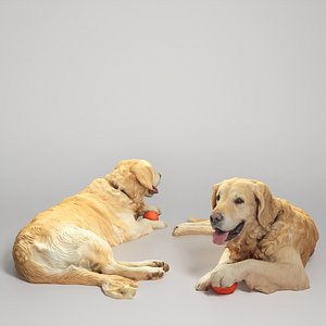 Golden retriever 17