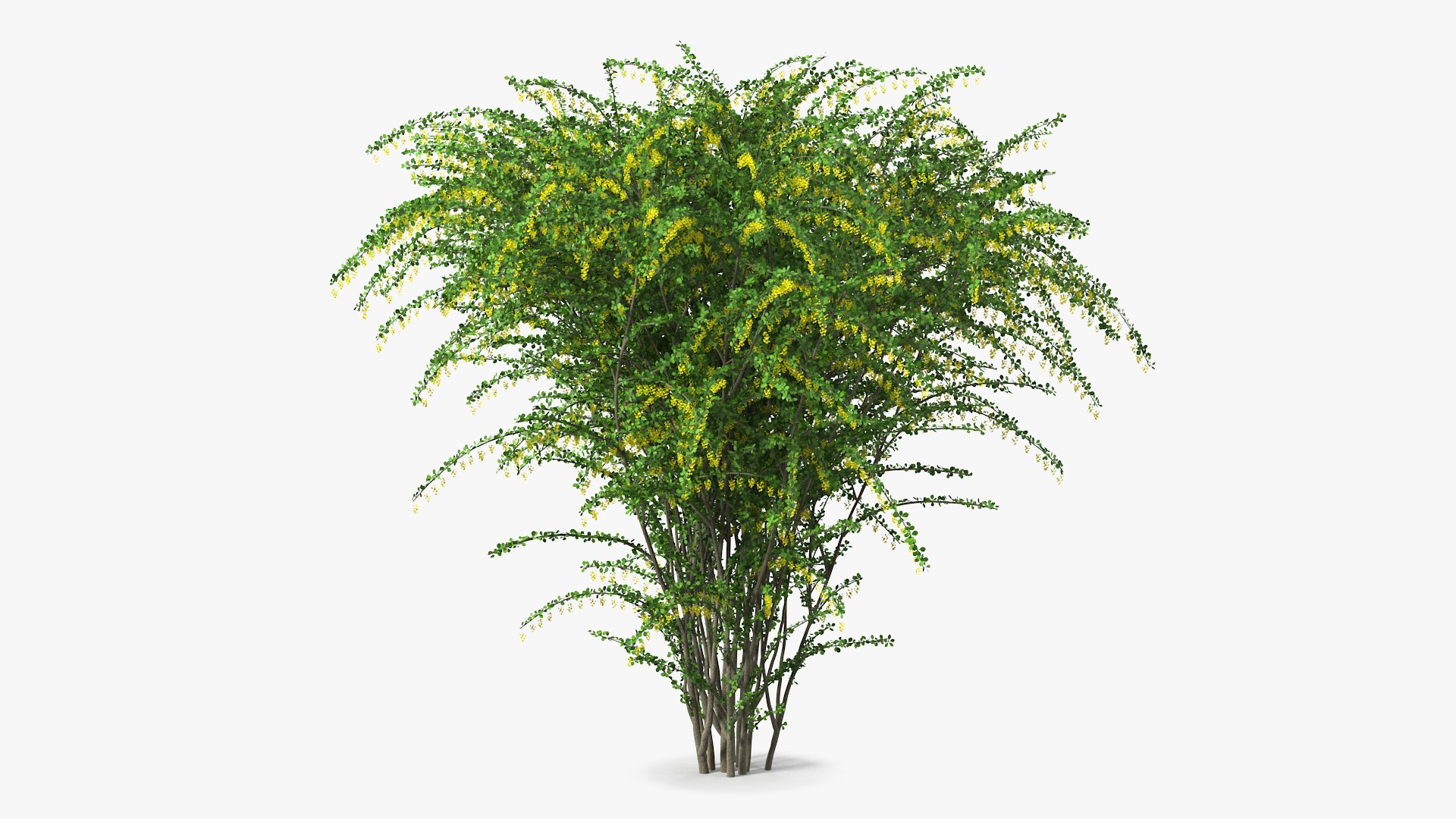 Bushes Collection 4 3D model https://p.turbosquid.com/ts-thumb/rN/qPW5Op/t0/berberisbushwithflowers3dmodel001/jpg/1696871986/1920x1080/fit_q87/d5f5dd64300858562e7d43c9f6dd5b64be1d2876/berberisbushwithflowers3dmodel001.jpg