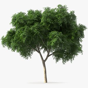 3D tree copperpod