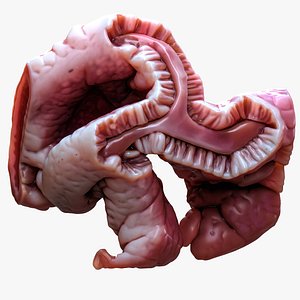 Cylindrical Epithelium of the Gallbladder 3D model