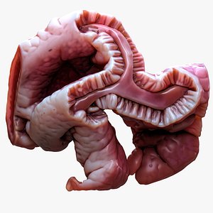 Cylindrical Epithelium of the Gallbladder