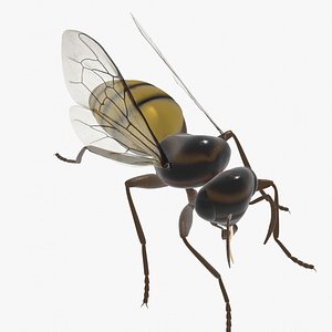 3D bee