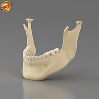 Lower Jaw Mandible