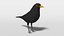 3D blackbird bird modeled prepared model