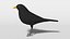 3D blackbird bird modeled prepared model