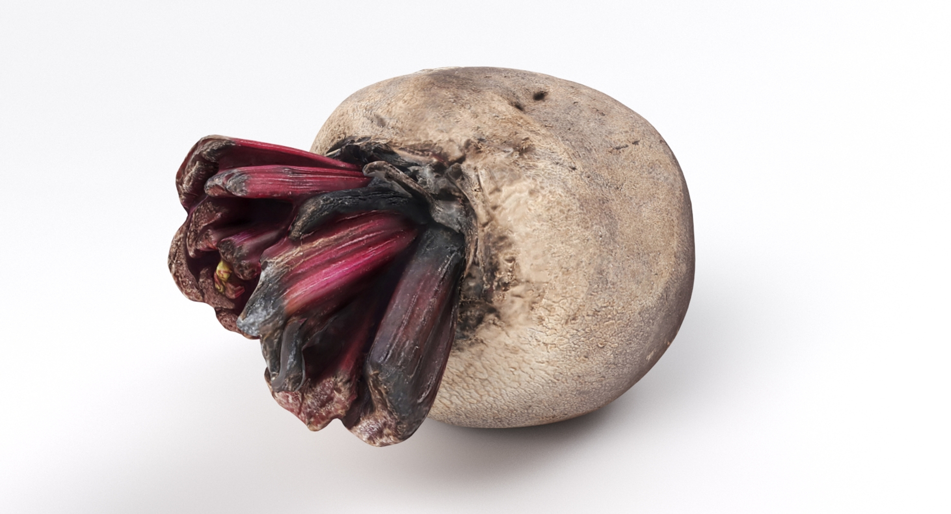 Realistic Beetroot 01 3D Model - TurboSquid 1395157