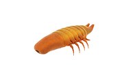 insect