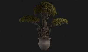 Chinese style bonsai 3D model
