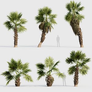 Washingtonia filifera Desert fan palm 02 3D model model