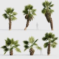 Washingtonia filifera Desert fan palm 02 3D model