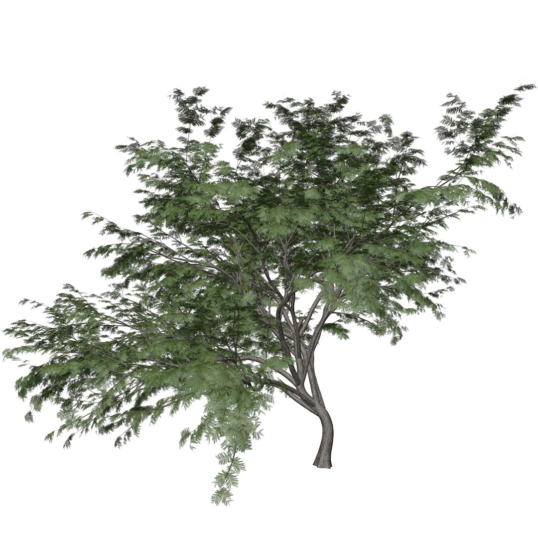 Common Hook Thorn Tree Collection 3D Model - TurboSquid 2378972