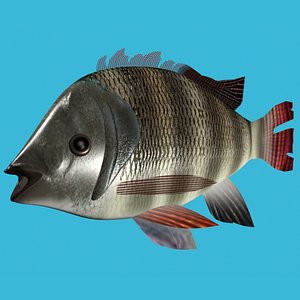 Tilapia fish1 3D model