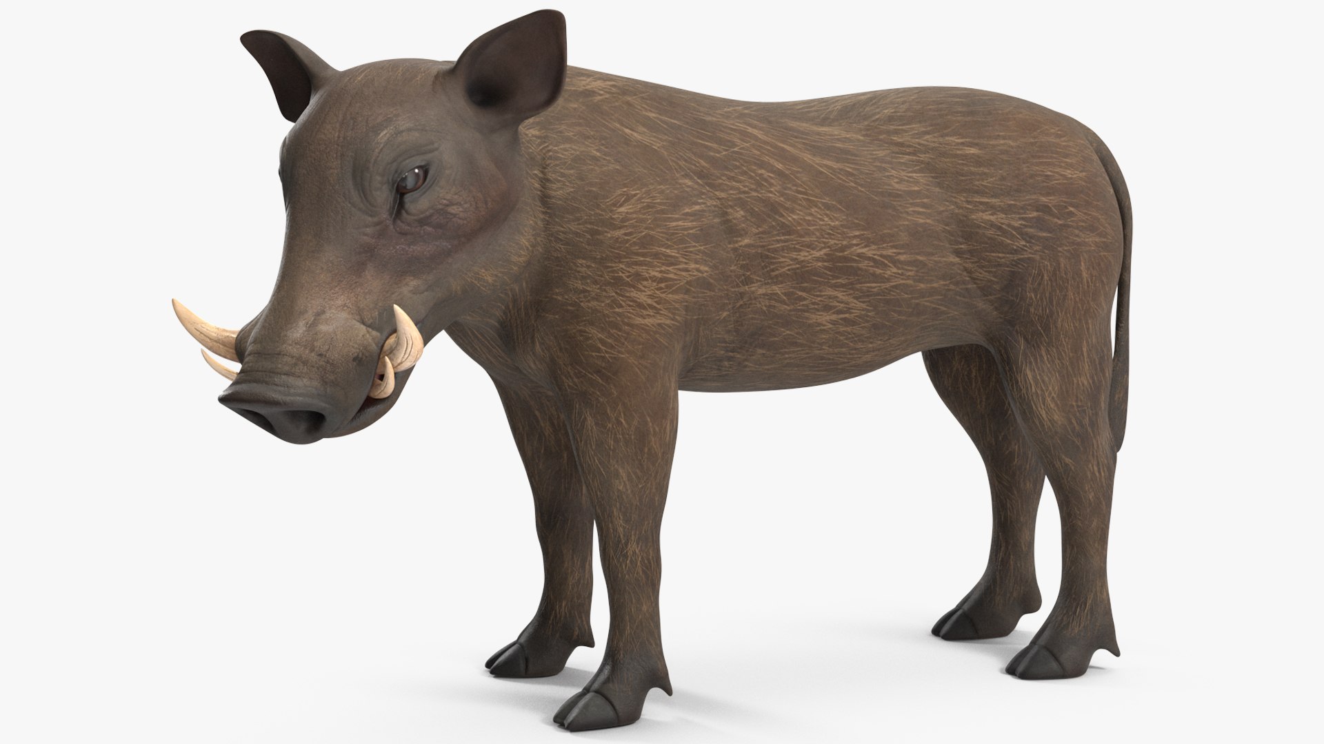 Southern Warthog Rigged for Maya 3D model preview