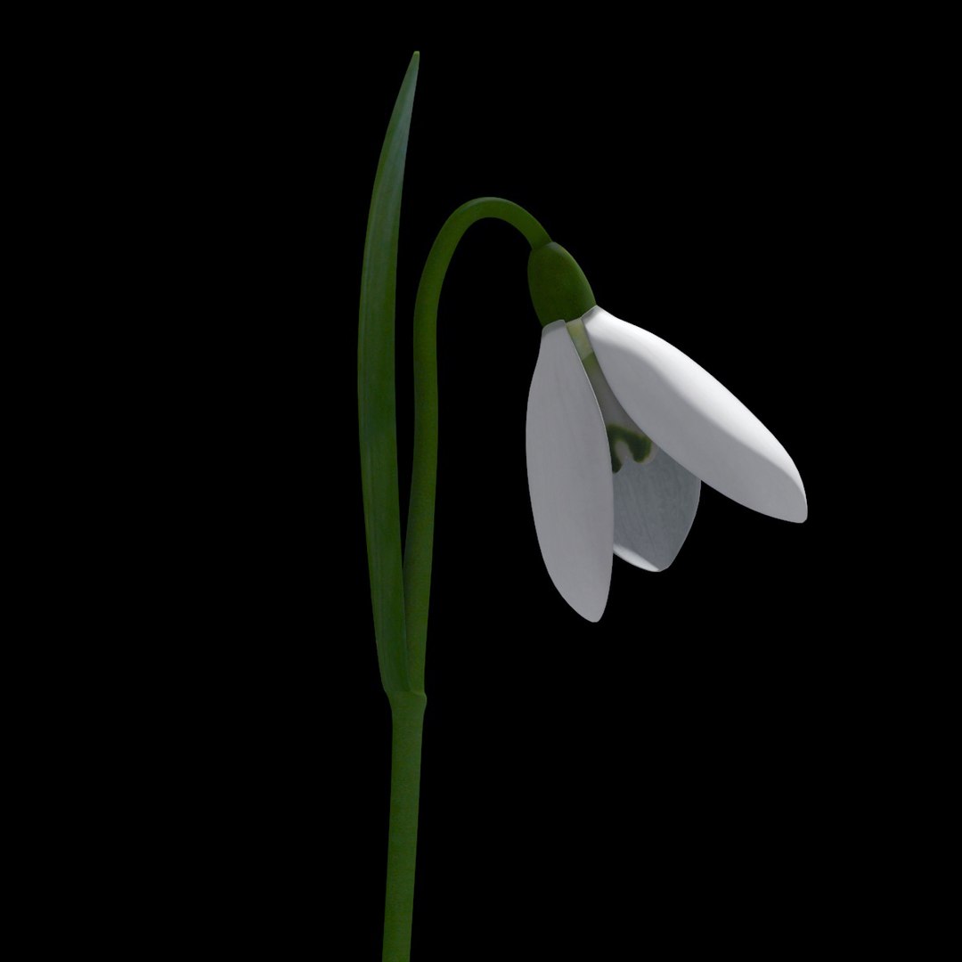 3d snowdrop https://p.turbosquid.com/ts-thumb/rP/WEaWsJ/FyW51JUj/7/jpg/1425040867/1920x1080/fit_q87/5875210034e067b4dc254824a7ec0d74da31c8e7/7.jpg